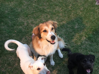 Three dogs lying on a grassy area with a sidewalk nearby