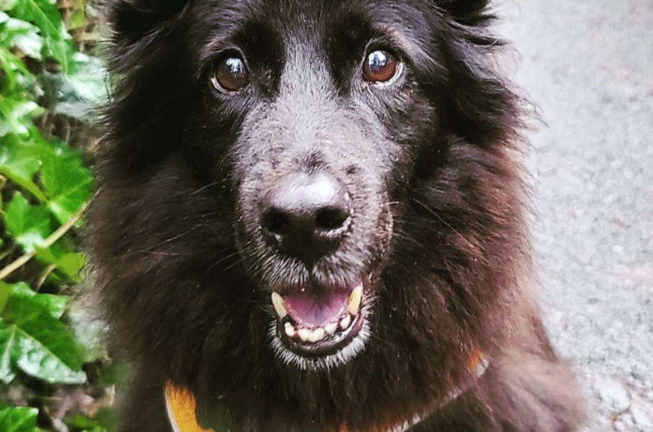 A fluffy black dog wearing a yellow harness sits on a paved path outdoors with green foliage on both sides.