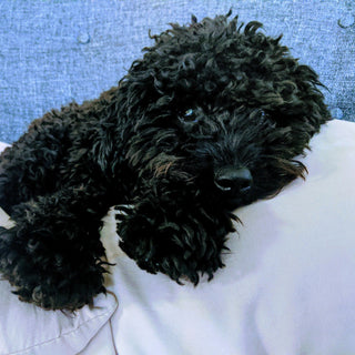 A small black curly-haired dog lying on a white pillow against a blue upholstered headboard.