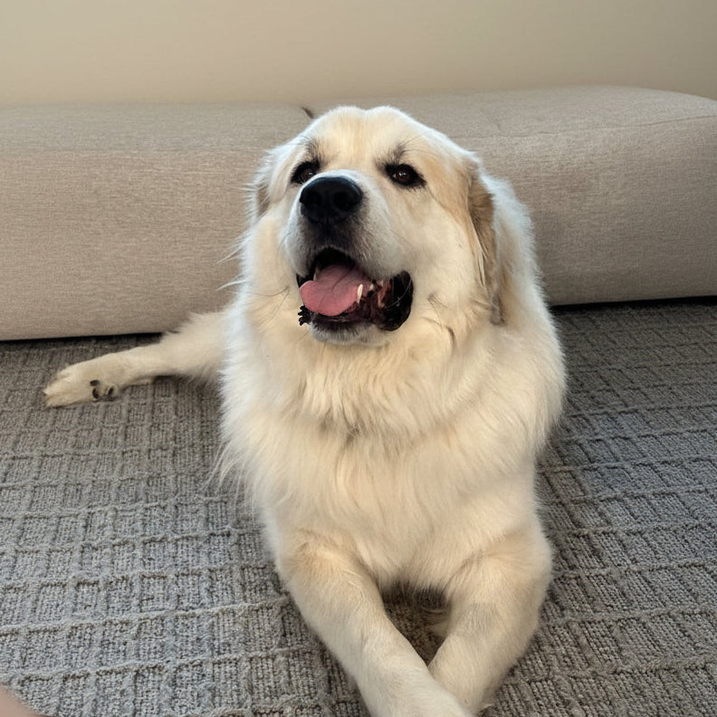 A golden retriever dog lying on a textured gray carpet in front of a beige sofa, with a black chat interface overlay showing the name Courtney and chat controls.